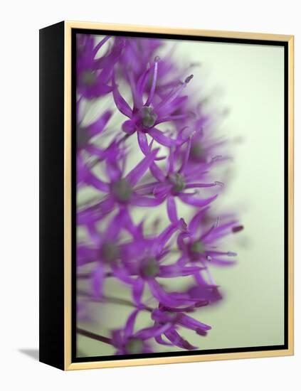 Purple Haze 2-Doug Chinnery-Framed Premier Image Canvas