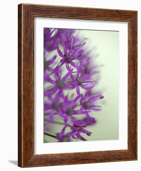 Purple Haze 2-Doug Chinnery-Framed Photographic Print