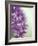 Purple Haze 2-Doug Chinnery-Framed Photographic Print