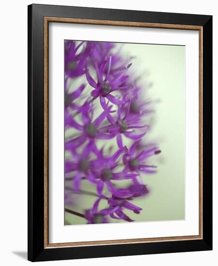 Purple Haze 2-Doug Chinnery-Framed Photographic Print