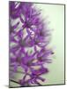 Purple Haze 2-Doug Chinnery-Mounted Photographic Print
