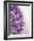 Purple Haze 2-Doug Chinnery-Framed Photographic Print