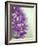 Purple Haze 2-Doug Chinnery-Framed Photographic Print