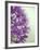 Purple Haze 2-Doug Chinnery-Framed Photographic Print