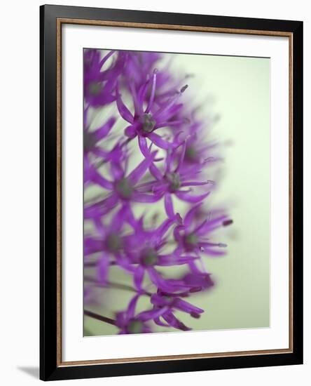 Purple Haze 2-Doug Chinnery-Framed Photographic Print