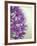 Purple Haze 2-Doug Chinnery-Framed Photographic Print
