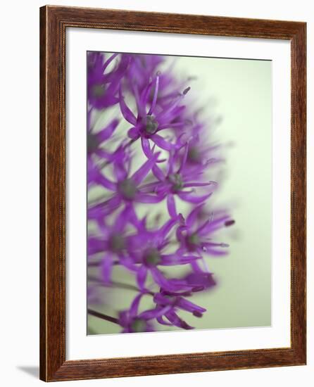 Purple Haze 2-Doug Chinnery-Framed Photographic Print