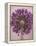 Purple Haze 3-Doug Chinnery-Framed Premier Image Canvas