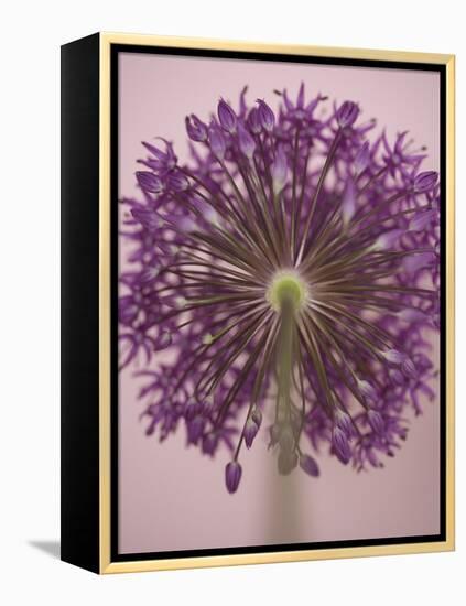 Purple Haze 3-Doug Chinnery-Framed Premier Image Canvas