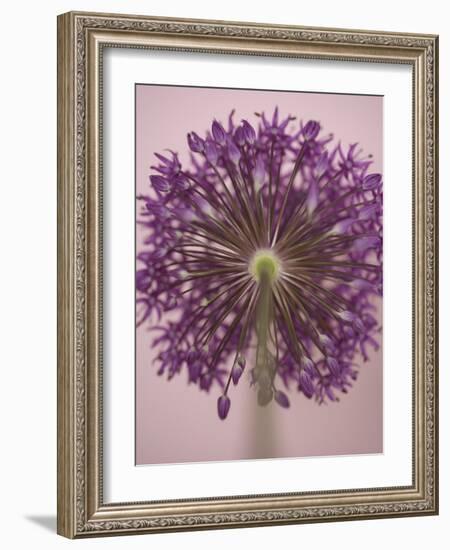 Purple Haze 3-Doug Chinnery-Framed Photographic Print