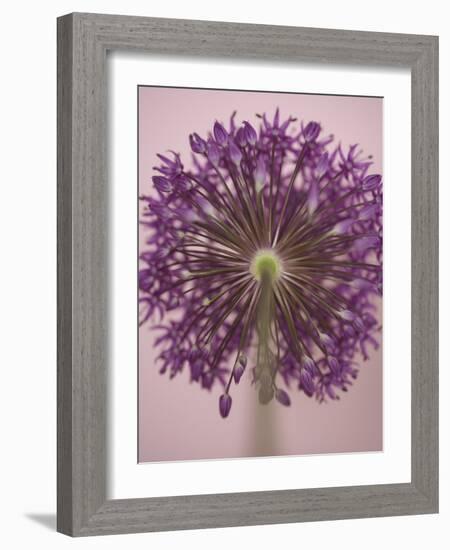 Purple Haze 3-Doug Chinnery-Framed Photographic Print