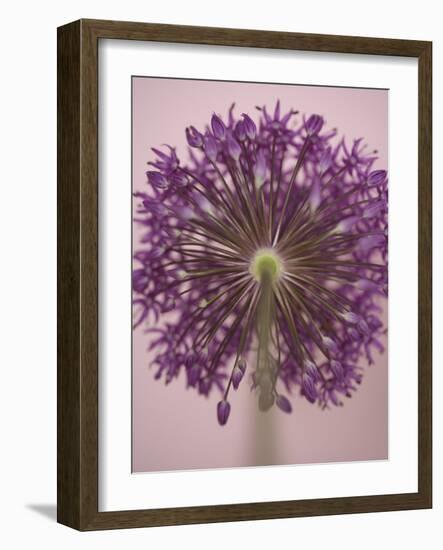 Purple Haze 3-Doug Chinnery-Framed Photographic Print