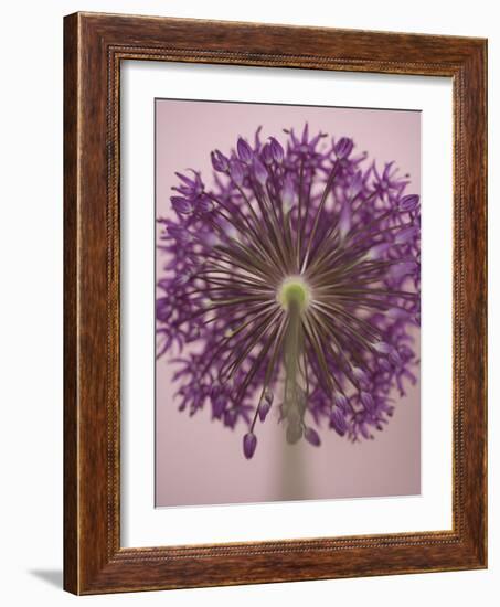 Purple Haze 3-Doug Chinnery-Framed Photographic Print