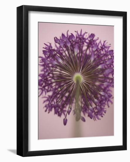 Purple Haze 3-Doug Chinnery-Framed Photographic Print