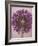 Purple Haze 3-Doug Chinnery-Framed Photographic Print