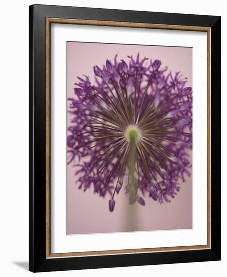 Purple Haze 3-Doug Chinnery-Framed Photographic Print