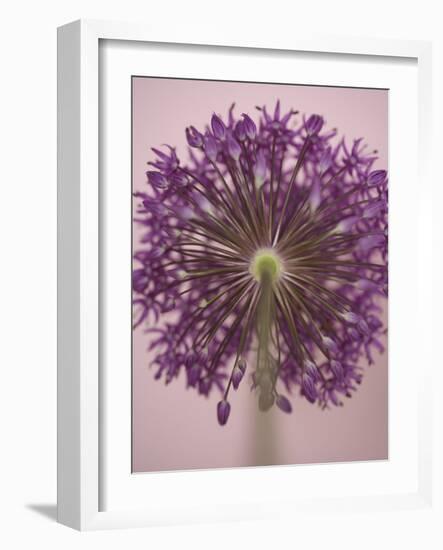 Purple Haze 3-Doug Chinnery-Framed Photographic Print