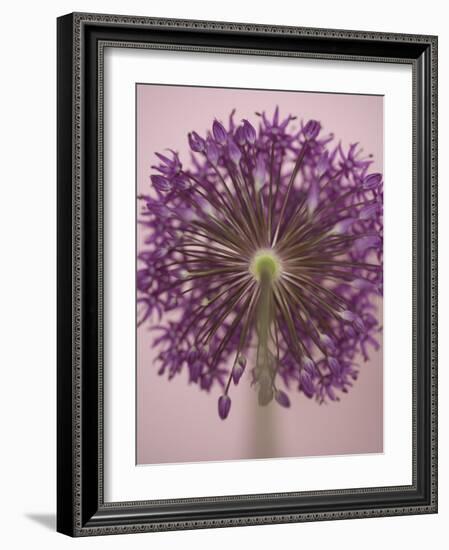 Purple Haze 3-Doug Chinnery-Framed Photographic Print