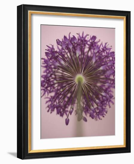 Purple Haze 3-Doug Chinnery-Framed Photographic Print