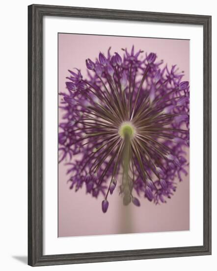 Purple Haze 3-Doug Chinnery-Framed Photographic Print