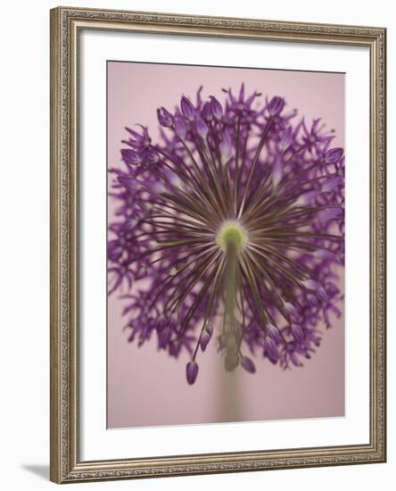 Purple Haze 3-Doug Chinnery-Framed Photographic Print