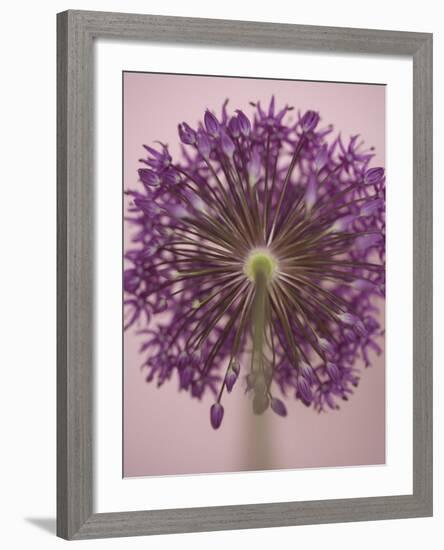 Purple Haze 3-Doug Chinnery-Framed Photographic Print