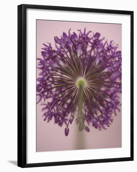 Purple Haze 3-Doug Chinnery-Framed Photographic Print