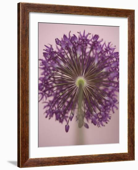 Purple Haze 3-Doug Chinnery-Framed Photographic Print