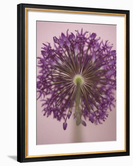 Purple Haze 3-Doug Chinnery-Framed Photographic Print