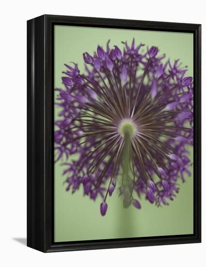 Purple Haze 4-Doug Chinnery-Framed Premier Image Canvas