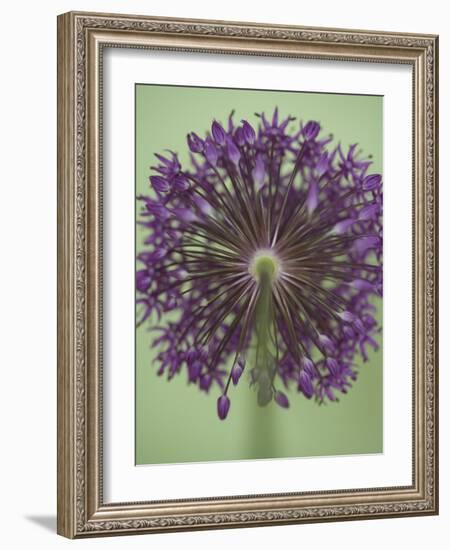 Purple Haze 4-Doug Chinnery-Framed Photographic Print