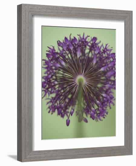 Purple Haze 4-Doug Chinnery-Framed Photographic Print