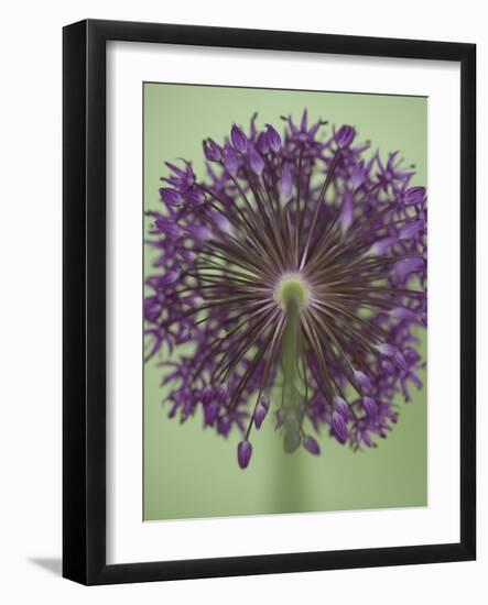 Purple Haze 4-Doug Chinnery-Framed Photographic Print