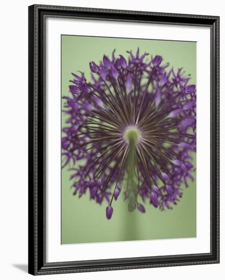 Purple Haze 4-Doug Chinnery-Framed Photographic Print