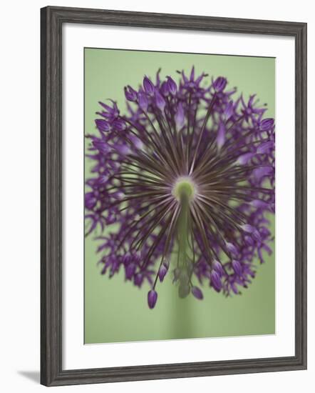 Purple Haze 4-Doug Chinnery-Framed Photographic Print