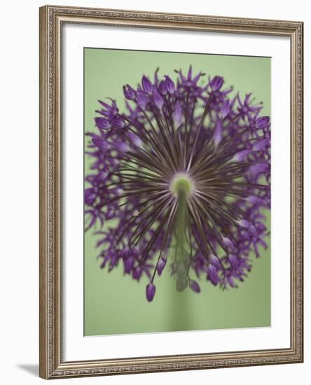 Purple Haze 4-Doug Chinnery-Framed Photographic Print