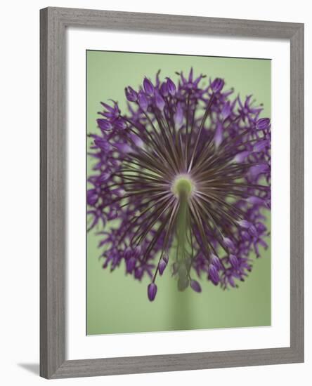 Purple Haze 4-Doug Chinnery-Framed Photographic Print