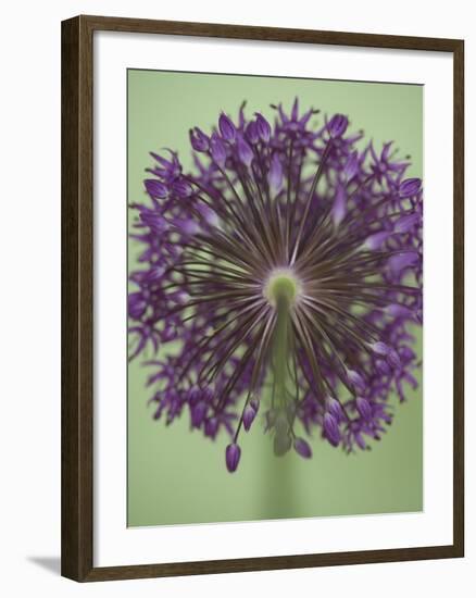 Purple Haze 4-Doug Chinnery-Framed Photographic Print