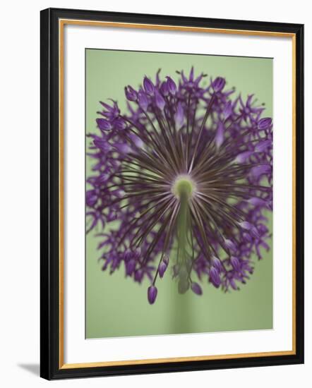 Purple Haze 4-Doug Chinnery-Framed Photographic Print