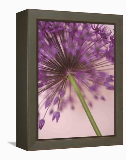 Purple Haze 5-Doug Chinnery-Framed Premier Image Canvas