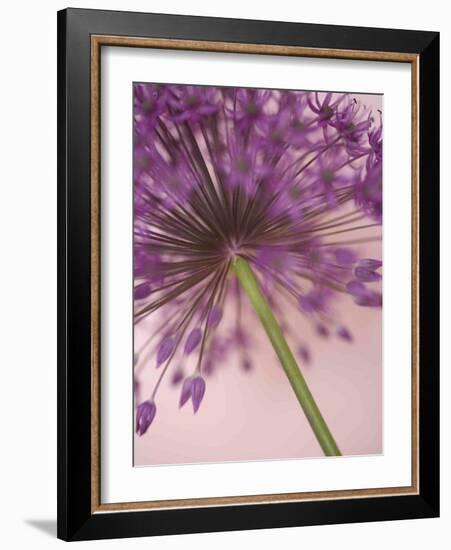 Purple Haze 5-Doug Chinnery-Framed Photographic Print