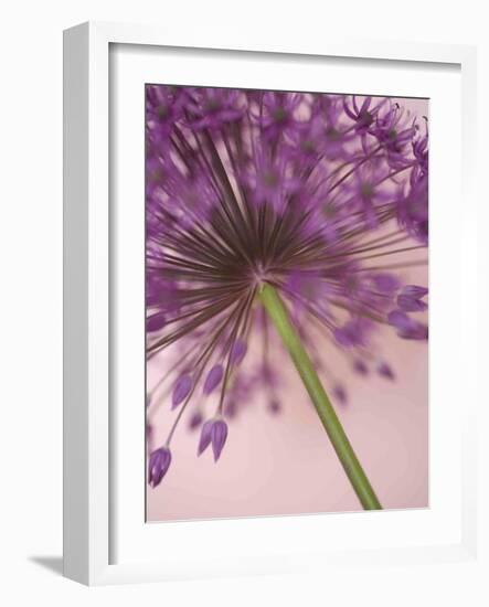 Purple Haze 5-Doug Chinnery-Framed Photographic Print