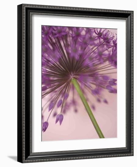 Purple Haze 5-Doug Chinnery-Framed Photographic Print