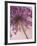 Purple Haze 5-Doug Chinnery-Framed Photographic Print