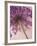 Purple Haze 5-Doug Chinnery-Framed Photographic Print