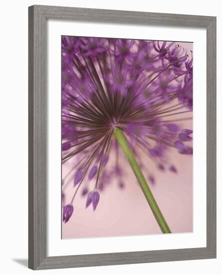 Purple Haze 5-Doug Chinnery-Framed Photographic Print