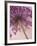 Purple Haze 5-Doug Chinnery-Framed Photographic Print