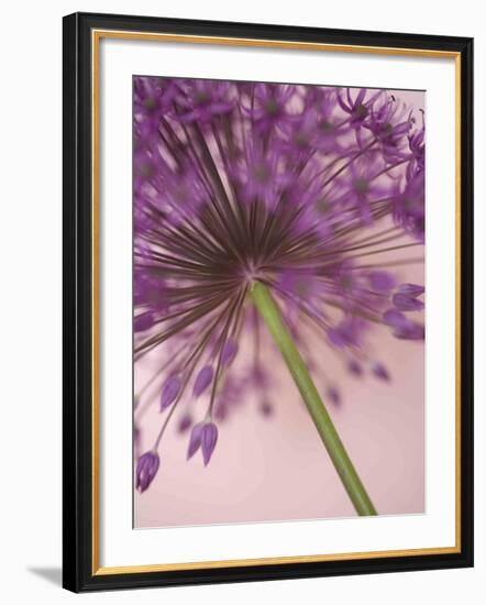 Purple Haze 5-Doug Chinnery-Framed Photographic Print