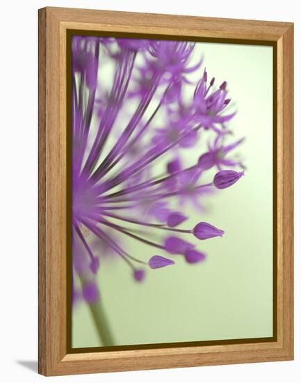 Purple Haze 6-Doug Chinnery-Framed Premier Image Canvas