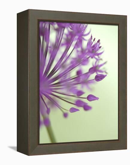 Purple Haze 6-Doug Chinnery-Framed Premier Image Canvas